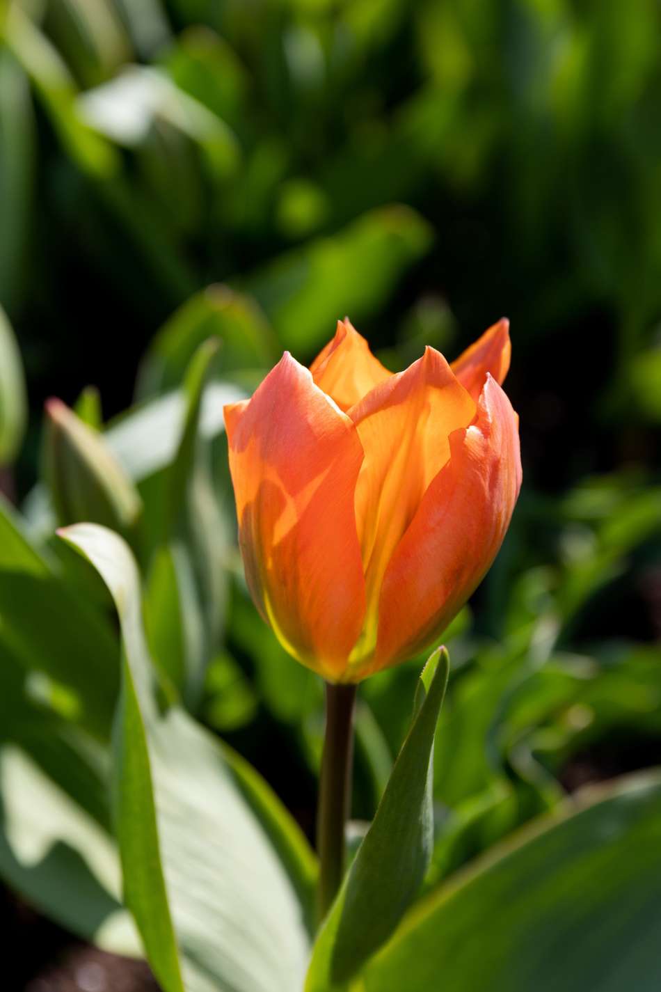Tulpan 'Orange Emperor'